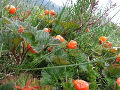 post-13206-0-20858600-1407088453_thumb.j