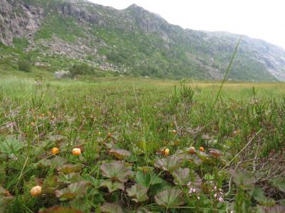 post-13206-0-52901400-1407088469_thumb.j