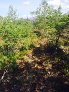 post-14505-0-97445100-1407613921_thumb.j