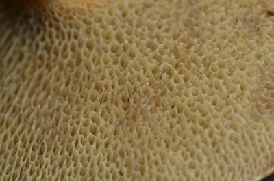 post-1735-0-50658500-1409407279_thumb.jp