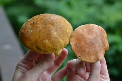 post-1735-0-58281100-1409407257_thumb.jp