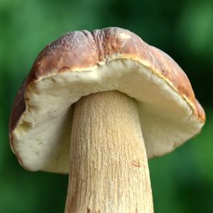 post-1735-0-63665300-1409407228_thumb.jp