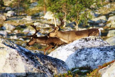 post-4016-0-41821000-1407004580_thumb.jp