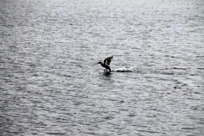 post-4016-0-82139600-1407004566_thumb.jp