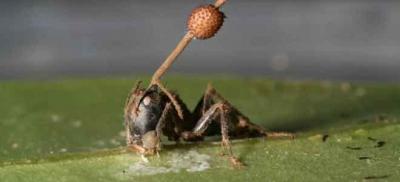 post-4220-0-01559000-1409499299_thumb.jp