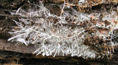 post-4220-0-26682200-1409498735_thumb.jp