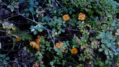 post-4220-0-40208600-1409128751_thumb.jp