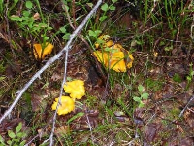 post-6295-0-11029500-1408986851_thumb.jp