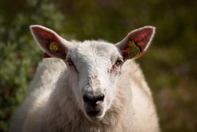 post-12278-0-43352800-1440923803_thumb.j