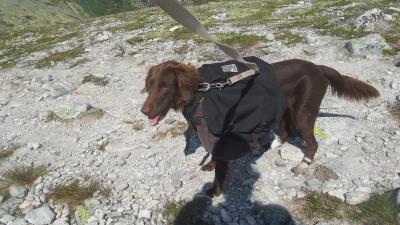 post-14793-0-17613400-1438692447_thumb.j