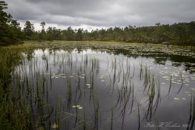 post-15860-0-72808000-1440617221_thumb.j