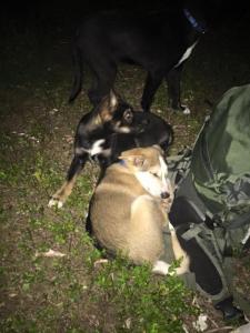 post-16828-0-43040900-1439816052_thumb.j