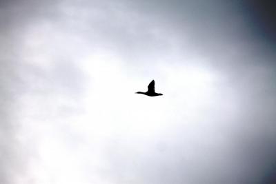 post-4016-0-56907000-1438573237_thumb.jp