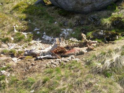 post-4220-0-57320200-1440696539_thumb.jp