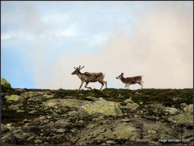 post-4444-0-00525500-1439234502_thumb.jp