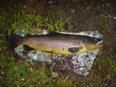 post-6295-0-20950300-1439842270_thumb.jp