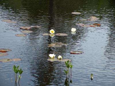 post-6789-0-22203200-1438721294_thumb.jp