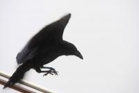 post-10080-0-52599100-1347089217_thumb.j