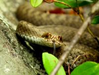 post-10482-0-01345400-1347218329_thumb.j