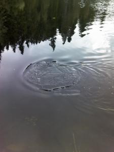 post-10482-0-86822800-1379524338_thumb.j