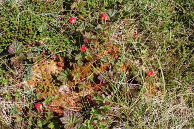 post-11774-0-03671300-1379451245_thumb.j