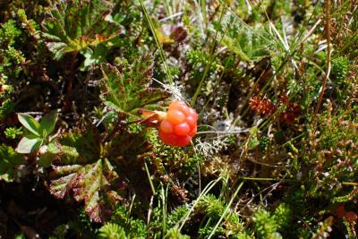 post-11774-0-50164900-1379451446_thumb.j