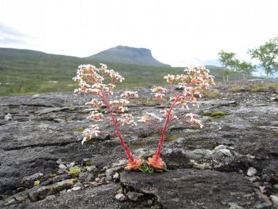 post-12642-0-11038700-1378588038_thumb.j