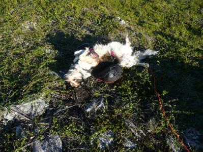 post-12642-0-28101900-1378585346_thumb.j