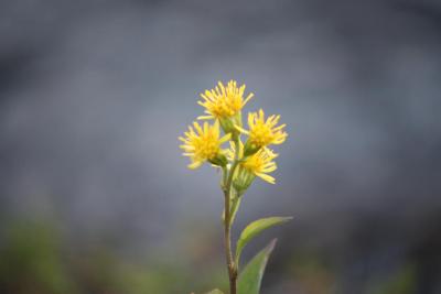 post-12642-0-78425000-1378586419_thumb.j