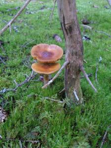 post-6789-0-73439700-1378052592_thumb.jp