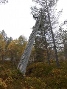 post-11041-0-10400300-1411806791_thumb.j