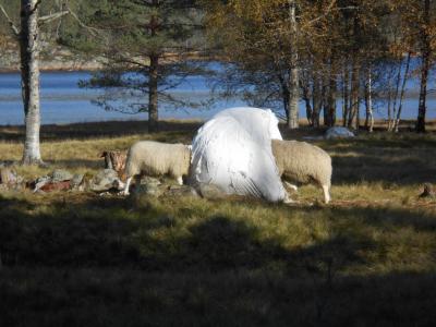 post-11041-0-77127400-1411806925_thumb.j