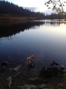 post-13572-0-73527300-1411325831_thumb.j