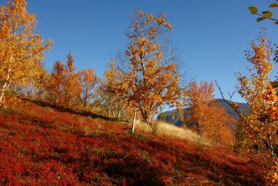 post-14504-0-21886100-1411062186_thumb.j