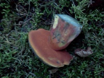 post-1735-0-66725100-1409858396_thumb.jp