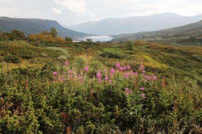 post-4016-0-23483600-1410446982_thumb.jp