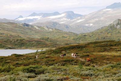 post-4016-0-44308000-1410447063_thumb.jp