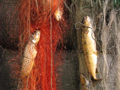 post-4220-0-68378600-1409902999_thumb.jp