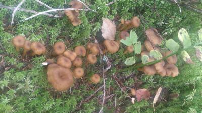 post-6295-0-57377500-1411938813_thumb.jp