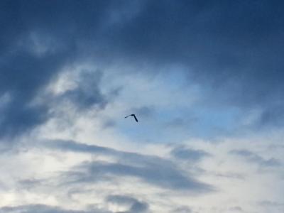 post-8554-0-30727600-1409674658_thumb.jp