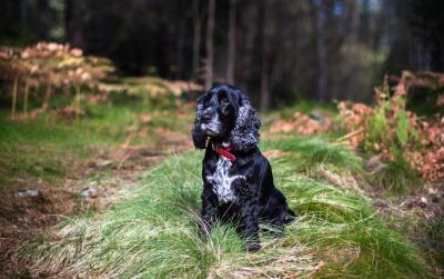 post-12278-0-02301300-1443550722_thumb.j