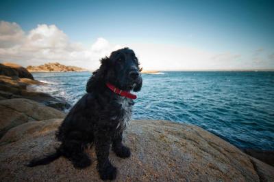 post-12278-0-97310000-1443088795_thumb.j