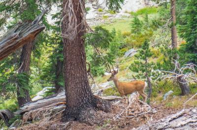 post-13206-0-04324700-1443107548_thumb.j