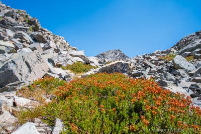 post-13206-0-30456600-1443106907_thumb.j