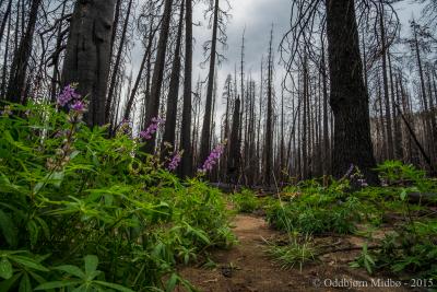 post-13206-0-33548100-1443105595_thumb.j