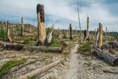 post-13206-0-76091400-1443107772_thumb.j