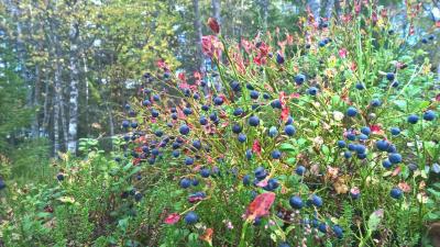 post-14387-0-06634200-1443507529_thumb.j