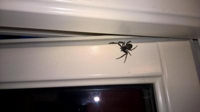 post-14387-0-93539500-1443507424_thumb.j