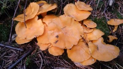 post-14478-0-95506100-1441607474_thumb.j