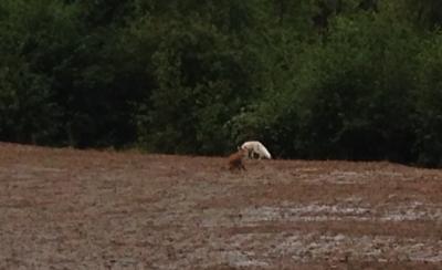 post-4104-0-48199900-1441308581_thumb.jp